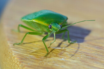 Green bug