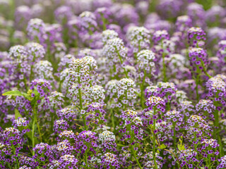 Dainty purple and white flowers of Lobularia maritima Alyssum maritimum, sweet alyssum or sweet alison
