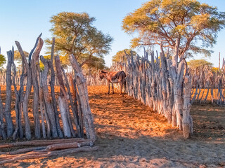 Rustic fences from poles forming stockyards in desert environment