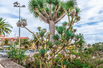 Canary Islands dragon tree and Kleinia neriifolia in the background of the urban landscape in La...