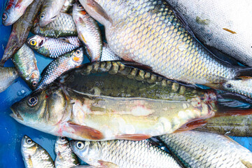 fish stock on shop for sell