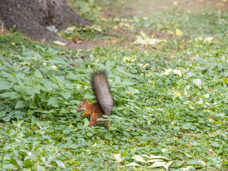 Squirrel in autumn hides nuts on the green grass with fallen yellow leaves
