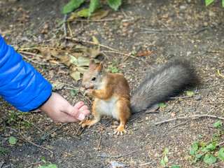 The boy feeds a squirrel with nuts from a hand in the wood