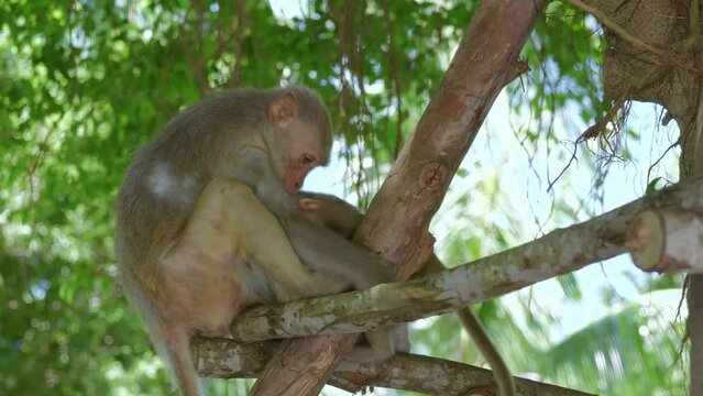 Cinematic video shows a mother golden monkey feeding her young in a tree in Danang City, Vietnam's Khi Son Tra peninsula