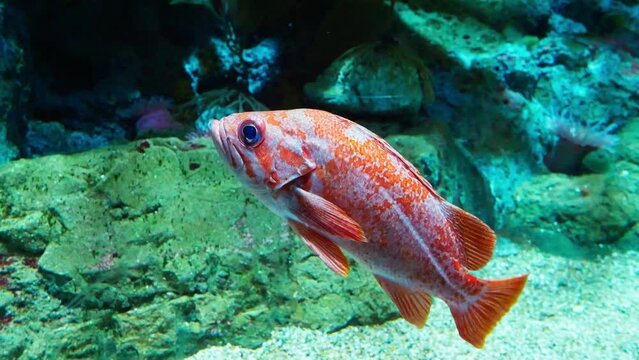 Beautiful immortal fish Sebastes miniatus standing next to rocks in large aquarium