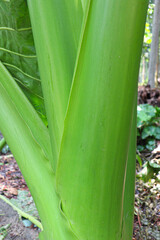 Fototapeta premium green colored taro tree on farm