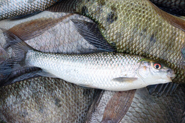 fish stock on shop for sell