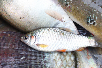 fish stock on shop for sell