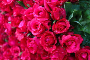 red rose stock on shop