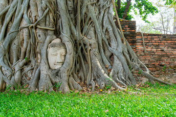 Buddha Head statue with trapped in Bodhi Tree roots at Wat Mahathat