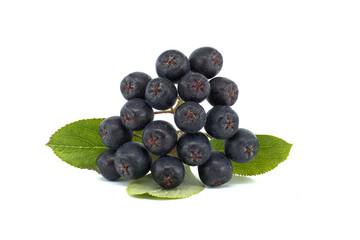 Aronia melanocarpa, called the black chokeberry