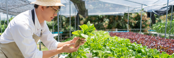Hydroponic vegetable concept, Young Asian man checking and picking cos lettuce in hydroponic farm