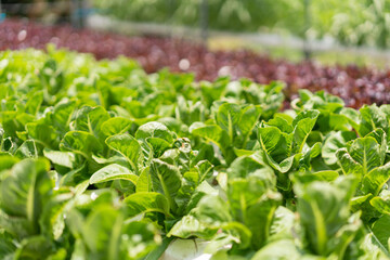 Hydroponic vegetable concept, Fresh cos lettuce in hydroponic system at vegetable plantation