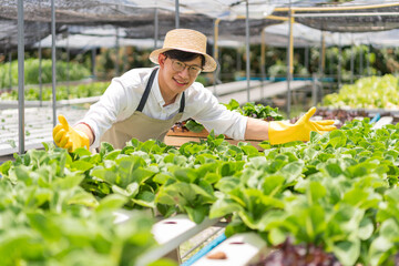 Hydroponic vegetable concept, Young Asian man smiling and presenting fresh salad in hydroponic farm