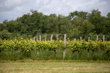 Fototapeta na wymiar vignes