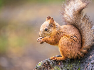 The squirrel with nut sits on tree in the autumn. Eurasian red squirrel, Sciurus vulgaris.