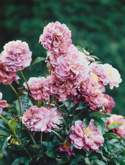 Beautiful bushes of pink peonies in the garden on a blurred natural background