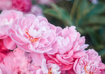 Natural floral background of pink peonies flowers