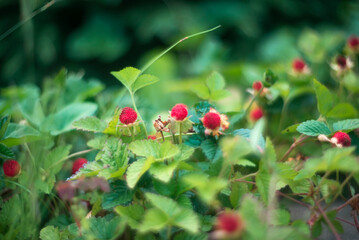 Obraz premium fruits of red strawberries on a bush in the garden. natural green background