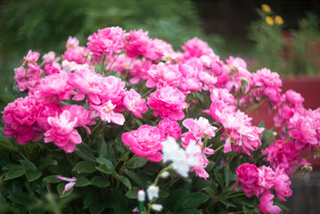 Natural floral background of pink peonies flowers
