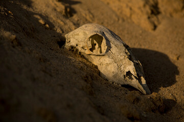 Animal skull weathered by hot sun in a desert in golden sunshine just before sunset