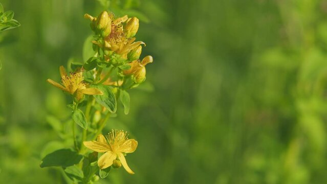 In the wild bloom hypericum perforatum. Yellow blossoms of hypericum perforatum, a herbal medicine.
