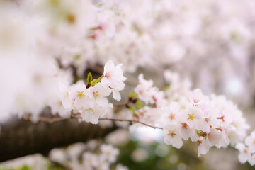 blossom in spring