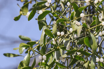 Berries of white mistletoe on a tree.