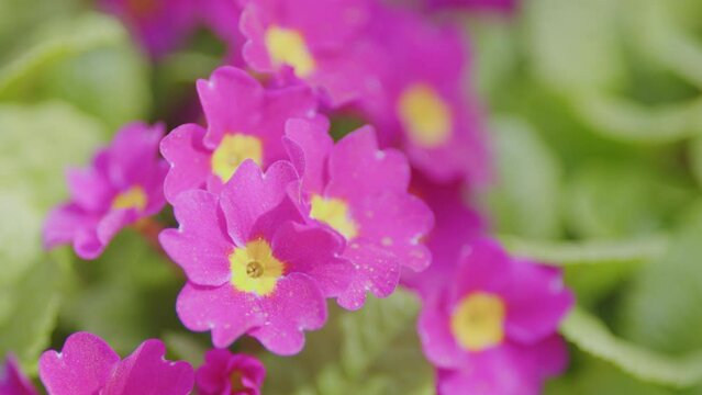 Flowers primrose julia or primula juliae. Spring, may. Family pervotsvetnye.