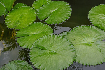 Plakat green lotus leaves (water lilies) in the pond 