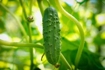 cucumber on the garden