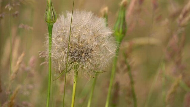 Close Up Shot of Meadow Salsify at Countryside Field, Macro Video of Jack-go-to-bed-at-noon