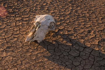 Weathered cattle skull lying in a parched wasteland