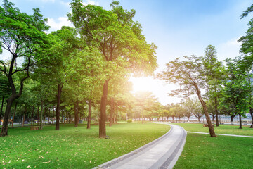Park sunshine green woods background