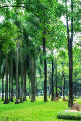 Park sunshine green woods background