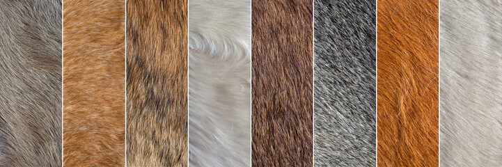 collcetion of different colored fur texture backgrounds	
