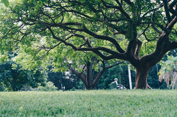 a huge tree on the park