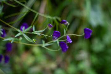 Two Violet Flower close-up on the background of the forest. Background for your design