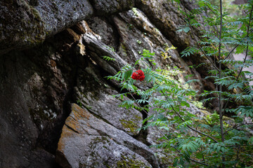Forest ecology. A branch of red rowan berries with a large plan on a blurred background of huge stones. Background for your design
