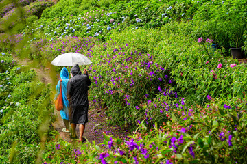 person walking in the rain