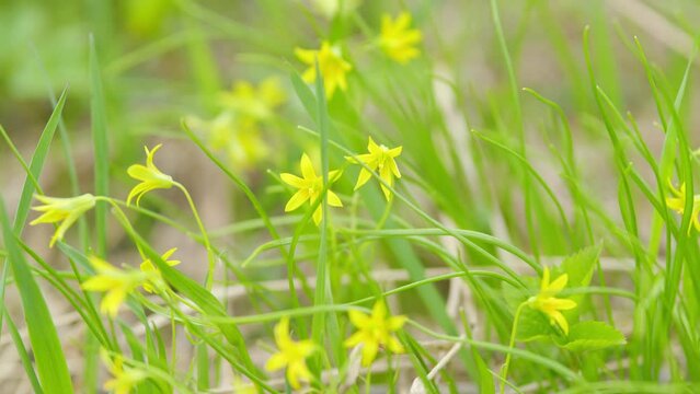 Yellow flowers of goose onions in the spring. Small yellow wild flowers.