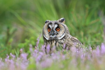 Wild European Long eared Owl Asio otus, sits on a blooming meadow. Wildlife scene from nature.