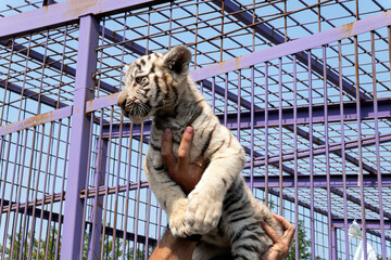 Cute newborn white tiger cub in the hands of man.