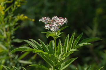 Inflorescence of dwarf elder (Sambucus ebulus).