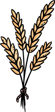 Bundle of wheat cartoon icon. Grain outline comic style image. Hand drawn isolated lineart illustration for prints, designs, cards. Web and mobile
