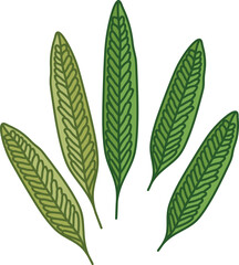 Vector designer elements set collection of green forest leaves, greenery art foliage natural leaves  Decorative beauty elegant illustration for design