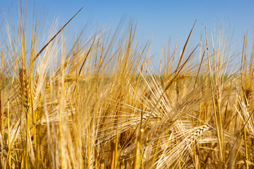 Ear of ripe golden wheat close-up. Horizontal photography