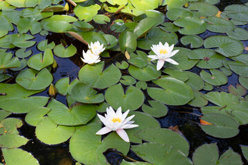 White lotus in nature, water lily blossom natural background, horizontal photography