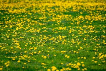 たんぽぽが沢山咲く草原