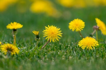 たんぽぽが沢山咲く草原